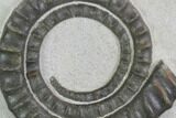 Devonian Ammonite (Anetoceras) - Morocco #99954-1